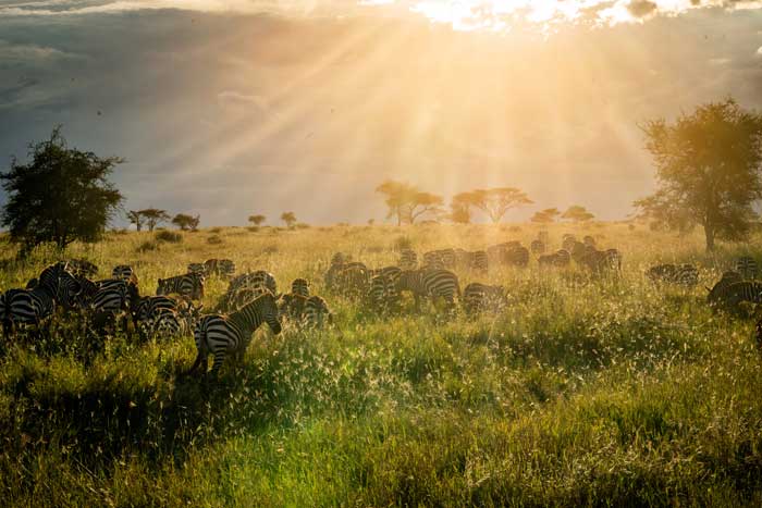 Serengreti safari